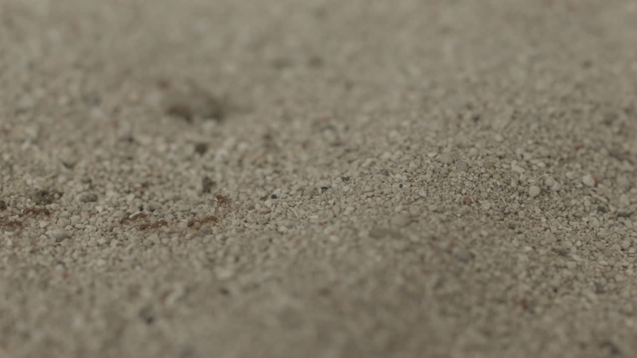 모래 위를 걷는 개미의 클로즈업