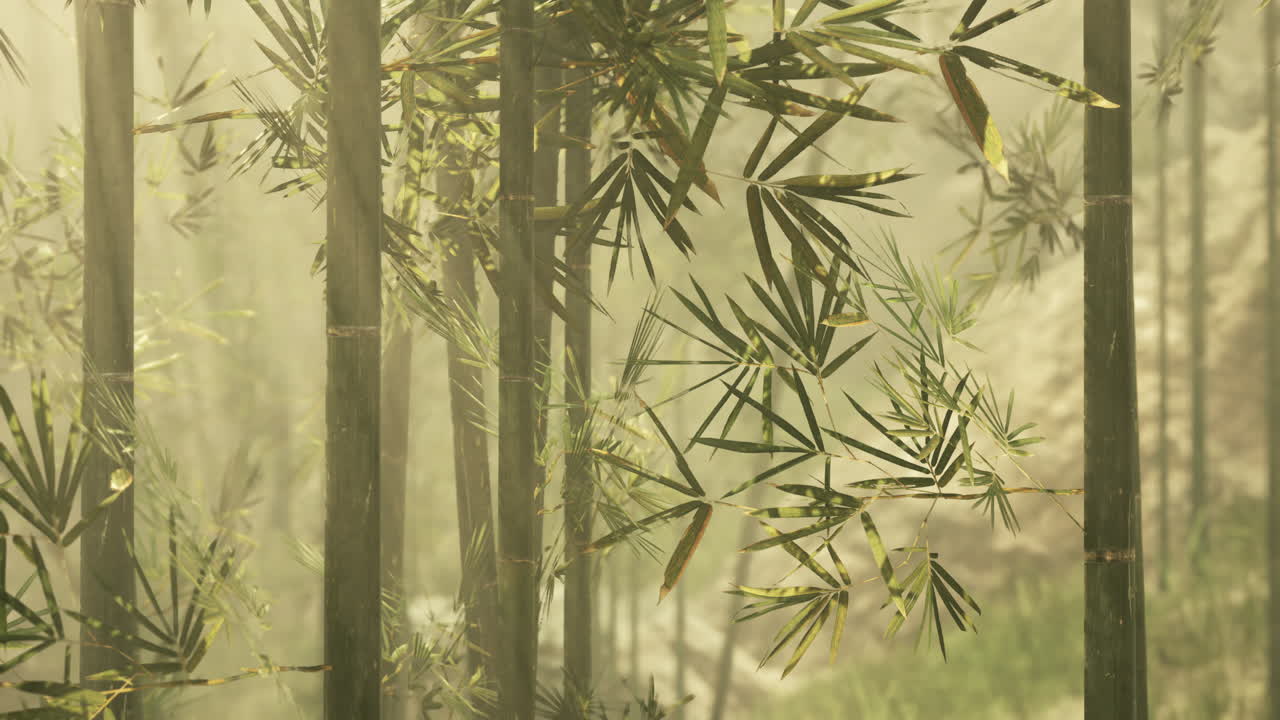 tranquilo bosque de bambú en la niebla de la mañana
