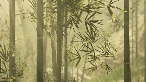 tranquil bamboo forest in the morning mist