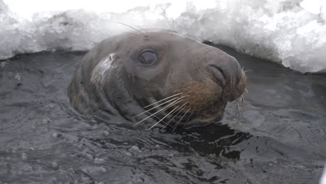 nosy grey peeking through hole in ice and submerging to escape danger - portrait close-up tracking shot