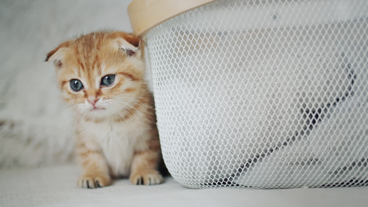 Küçük bir yavru kedi sepetin arkasından dışarı bakıyor. Sevimli evcil hayvan.