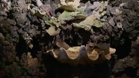 toma de una fuente de agua dentro de una cueva artificial que se acumula en una piedra con forma de almeja