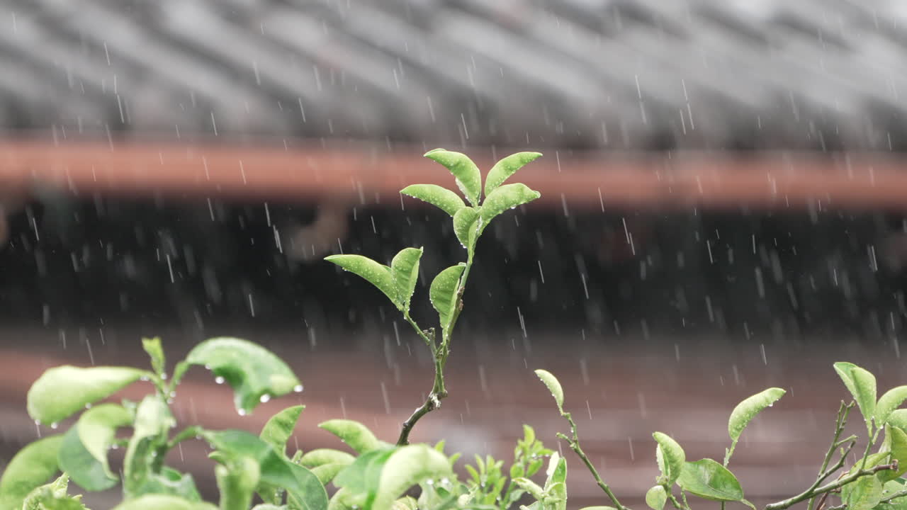follaje creciente de una planta en un día lluvioso