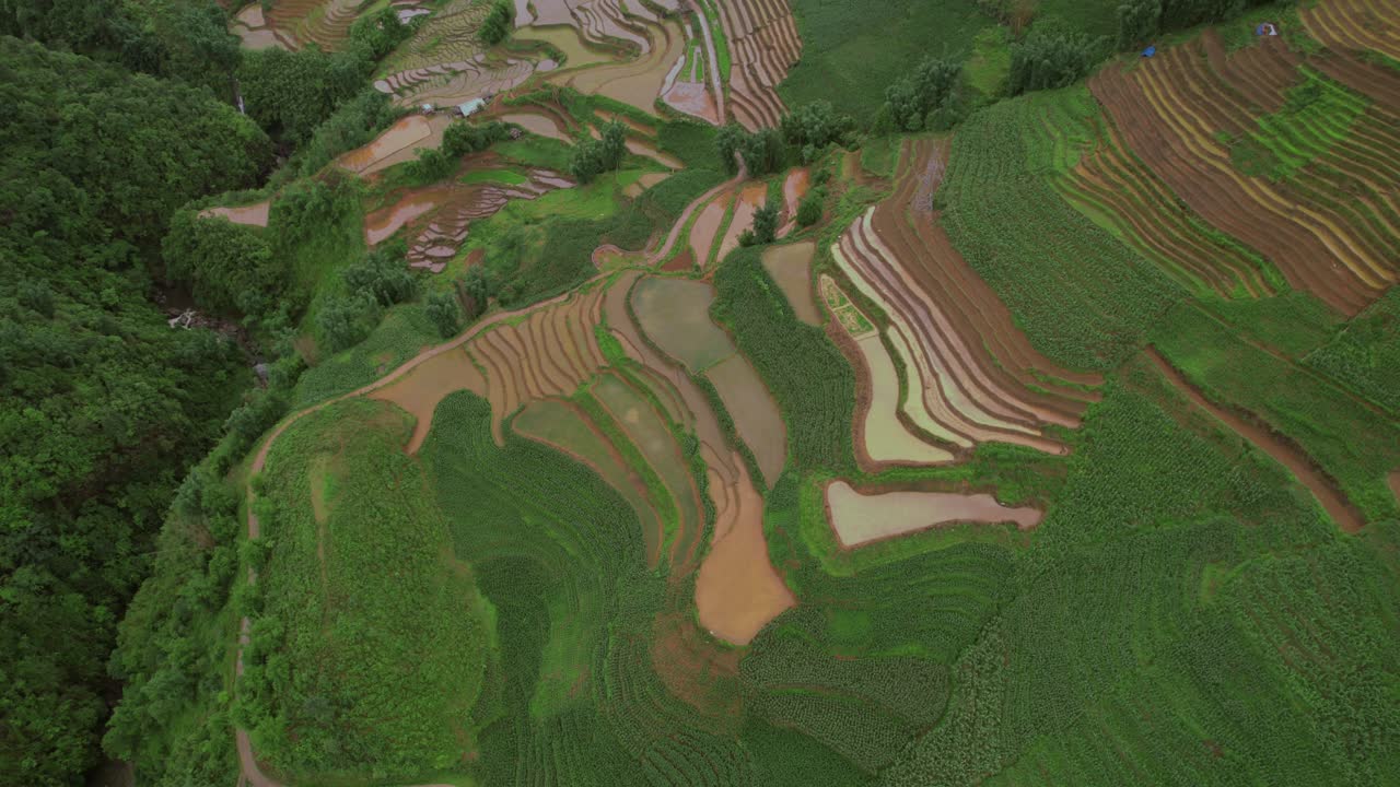 Aerial View of Lush Green Terraced Rice Fields in a Mountainous Landscape