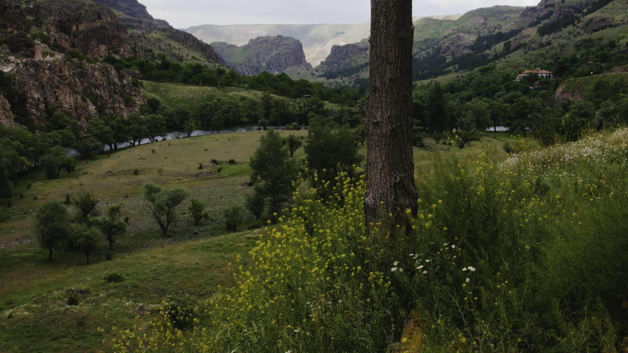 tronco de árbol con vistas al valle del desfiladero del río con prados en georgia