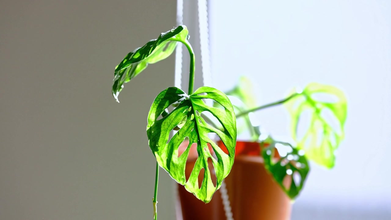 日の当たる窓辺に置かれた鉢植えの小さなモンステラ。