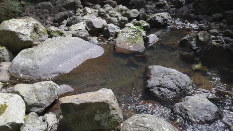 flowing creek amidst lush rainforest scenery