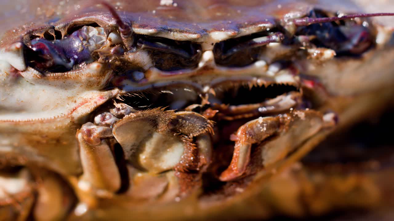 Extreme close-up of a mud crab’s mouth and antennae, highlighting intricate movement and detail. Natural lighting, shallow depth of field, and macro perspective