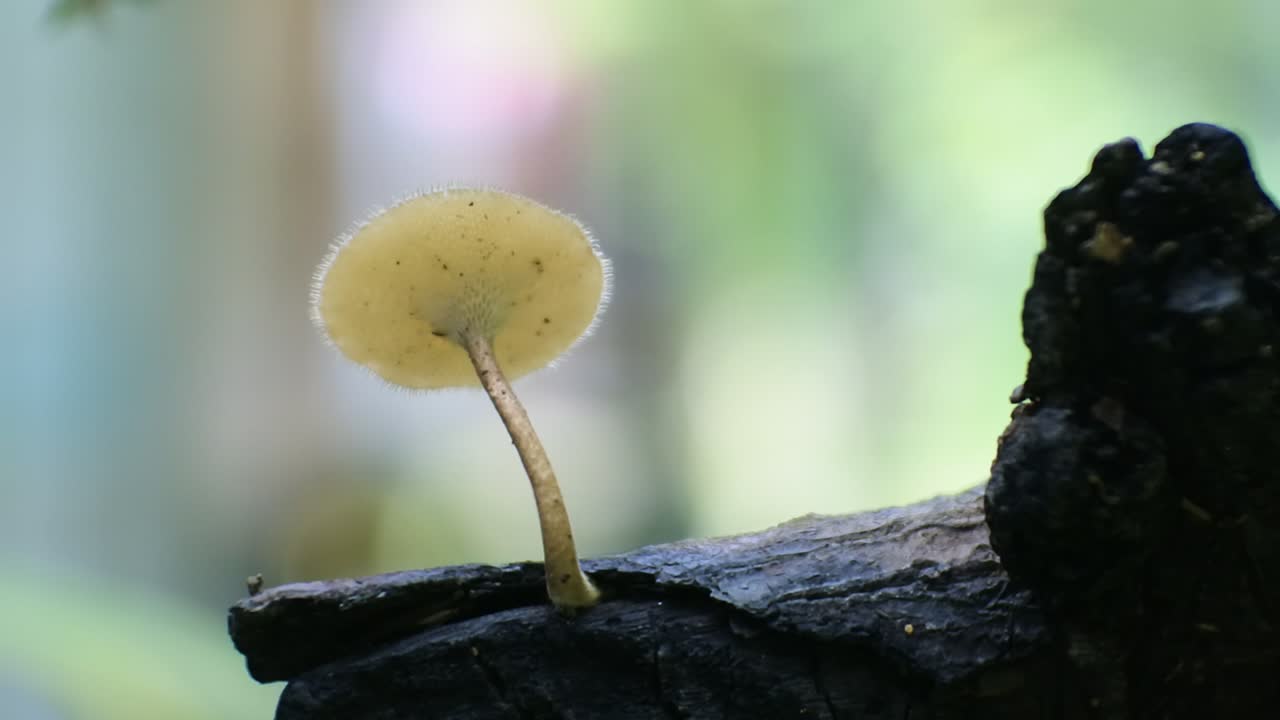 toadstools hd video, macro mushroom video on nature background