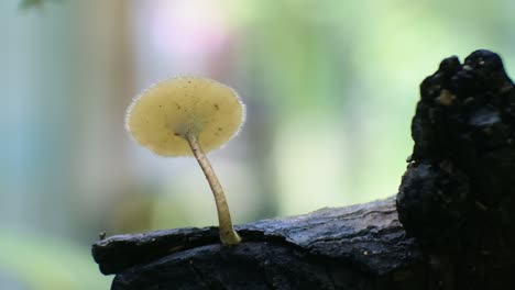 Fliegenpilz-HD-Video,-Makro-Pilzvideo-Auf-Naturhintergrund