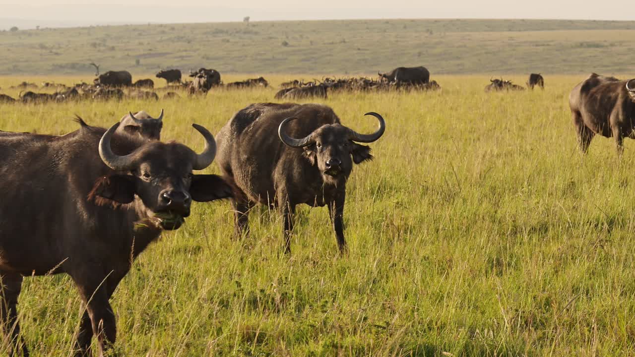 Slow Motion of African Buffalo Herd, Africa Animals on Wildlife Safari in Masai Mara in Kenya at Maasai Mara National Reserve, Beautiful Golden Hour Sunlight Light in Savannah Scenery