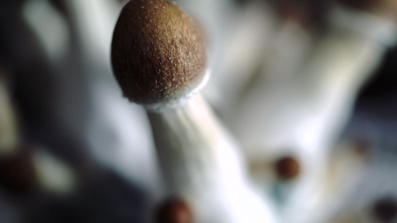 varios primeros planos de 4k de un lote creciente de hongos psilocybe