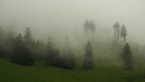 Dichter-Nebel-Verdeckt-Grüne-Bäume-Im-Regenwald