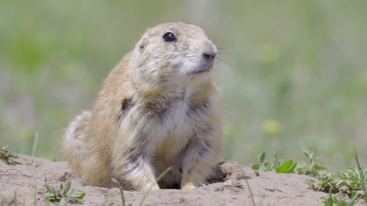 Black-tailed prairie dog sitting at the entrance of his burrow on the Pawnee Grasslands