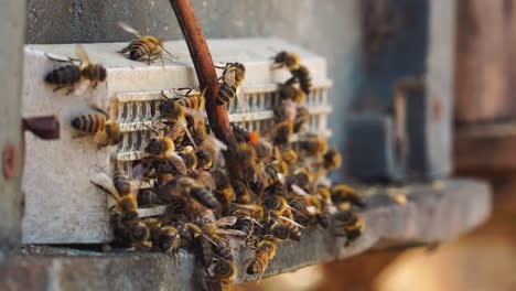 a family of bees with close up shot working together making honey in vietnam