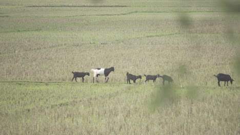 a herd of goats is walking through a paddy field after the paddy is cut to root