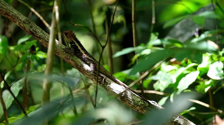 A zoom out of this individual perched on a branch in the forest, Forest Garden Lizard Calotes emma, Kaeng Krachan National Park, Thailand