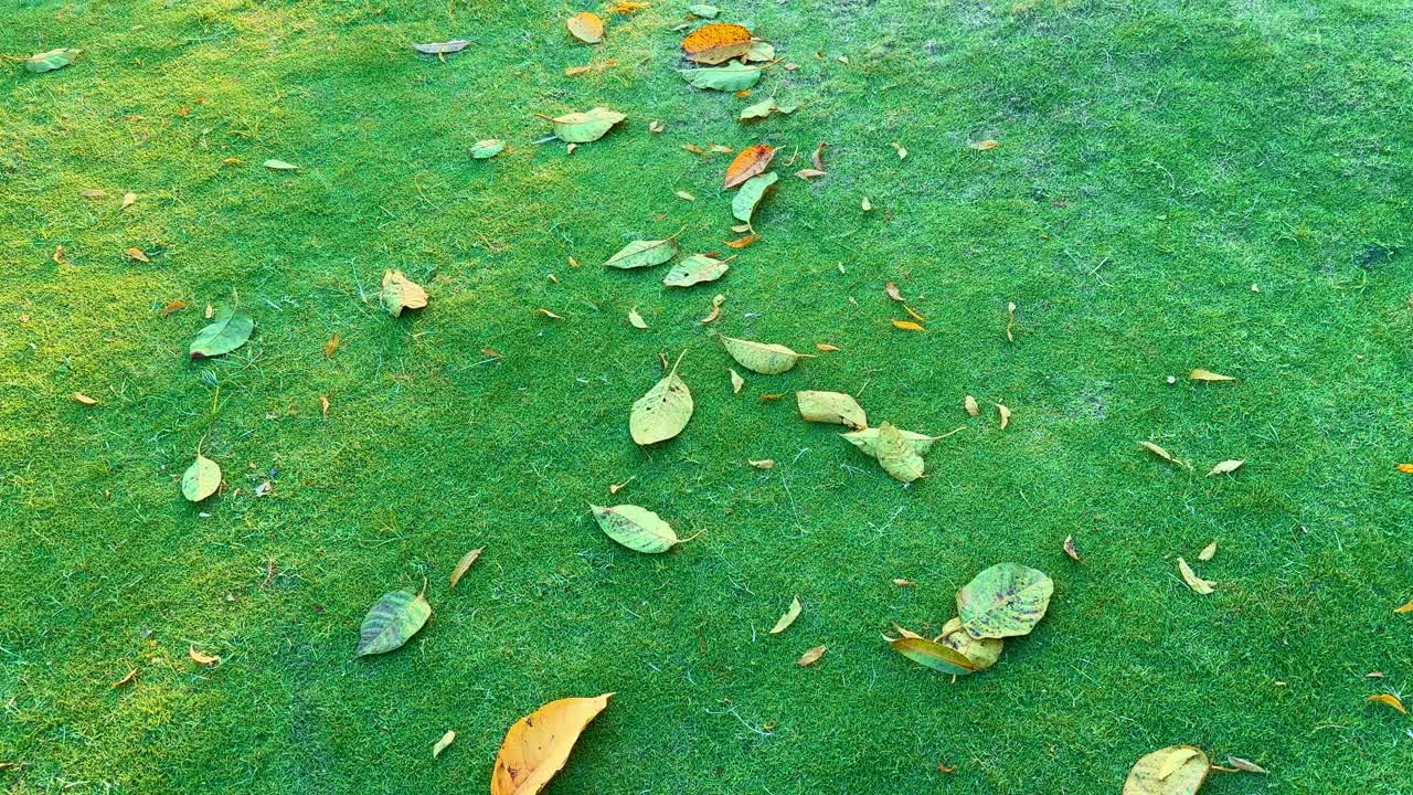 fallen dead yellow leaves looking beautiful on green lawn grass, Colorful autumn leaves fallen on the green grass