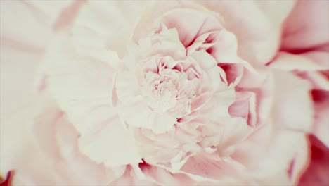 surrealistic optical illusion with a rotating carnation flower of pink color. animation. abstract spinning opened flower bud, seamless loop