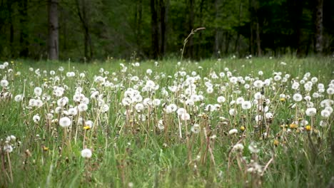flores de primavera en eslovenia cerca de bohinj y el lago bohinj