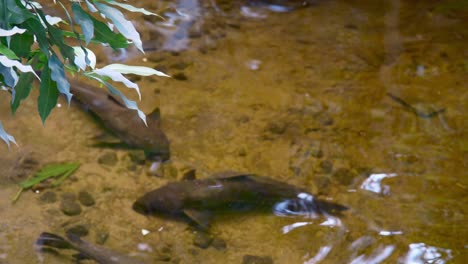 black fish in shallow water