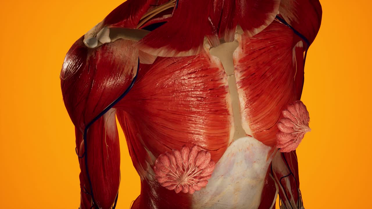 animación 3d anatómica del cuerpo femenino. estructura muscular y vascular debajo de la piel. anatomía del pecho.