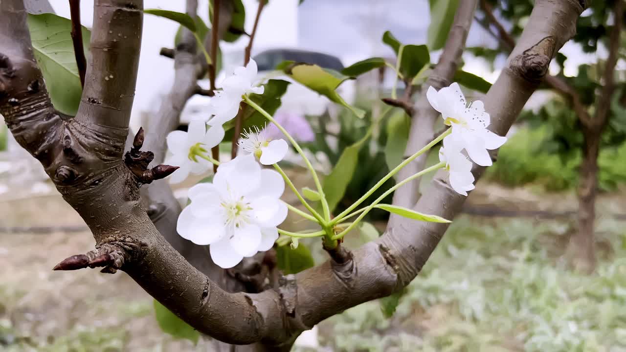 flores blancas están floreciendo en una rama de árbol en un jardín tranquilo. esta escena vibrante muestra la belleza de la naturaleza durante la primavera, destacando el crecimiento fresco y la renovación.
