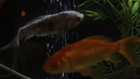 Silver-spotted-goldfish-swimming-around-its-tank-with-green-plant-and-rocks