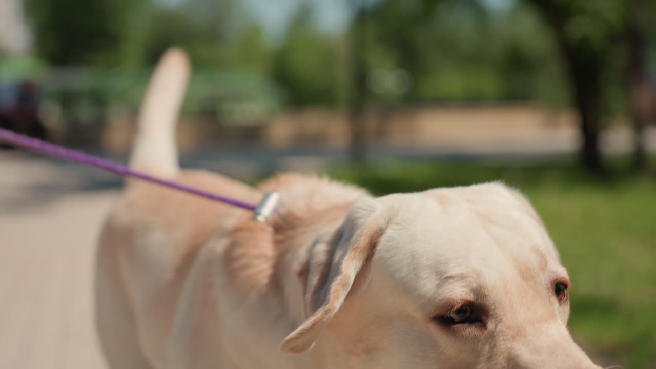 Plaza soleada con dueño caucásico y labrador mordisqueando la correa y tirando de ella con alegría, correa morada en la boca, lengua jadeante y ojos brillantes, cinturón verde urbano y espacio abierto relajado, momento desenfadado