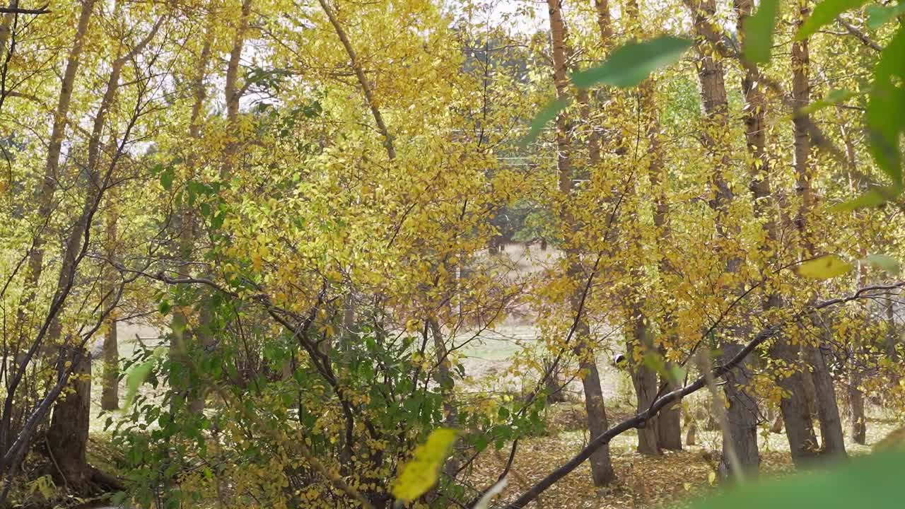 árboles de bosque de otoño de otoño amarillo en montañas rocosas, colorado