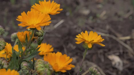 Captivating-close-up-of-yellow-flowers-from-which-a-fly-emerges,-illustrating-the-fleeting-and-beautiful-interaction-in-nature