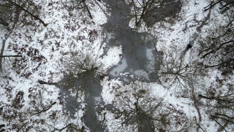 Forest-snow-covered-frozen-bare-trees-aerial-overhead-POV-4k