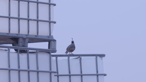 Male-California-Quail-sitting-on-industrial-bins-slow-motion