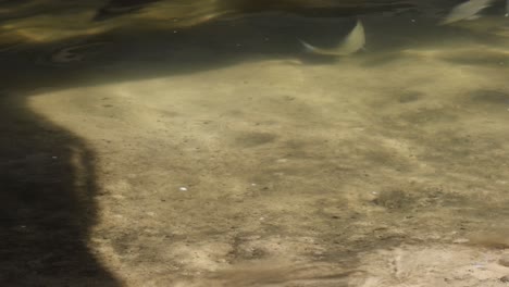 vista submarina de peces en un río claro y poco profundo