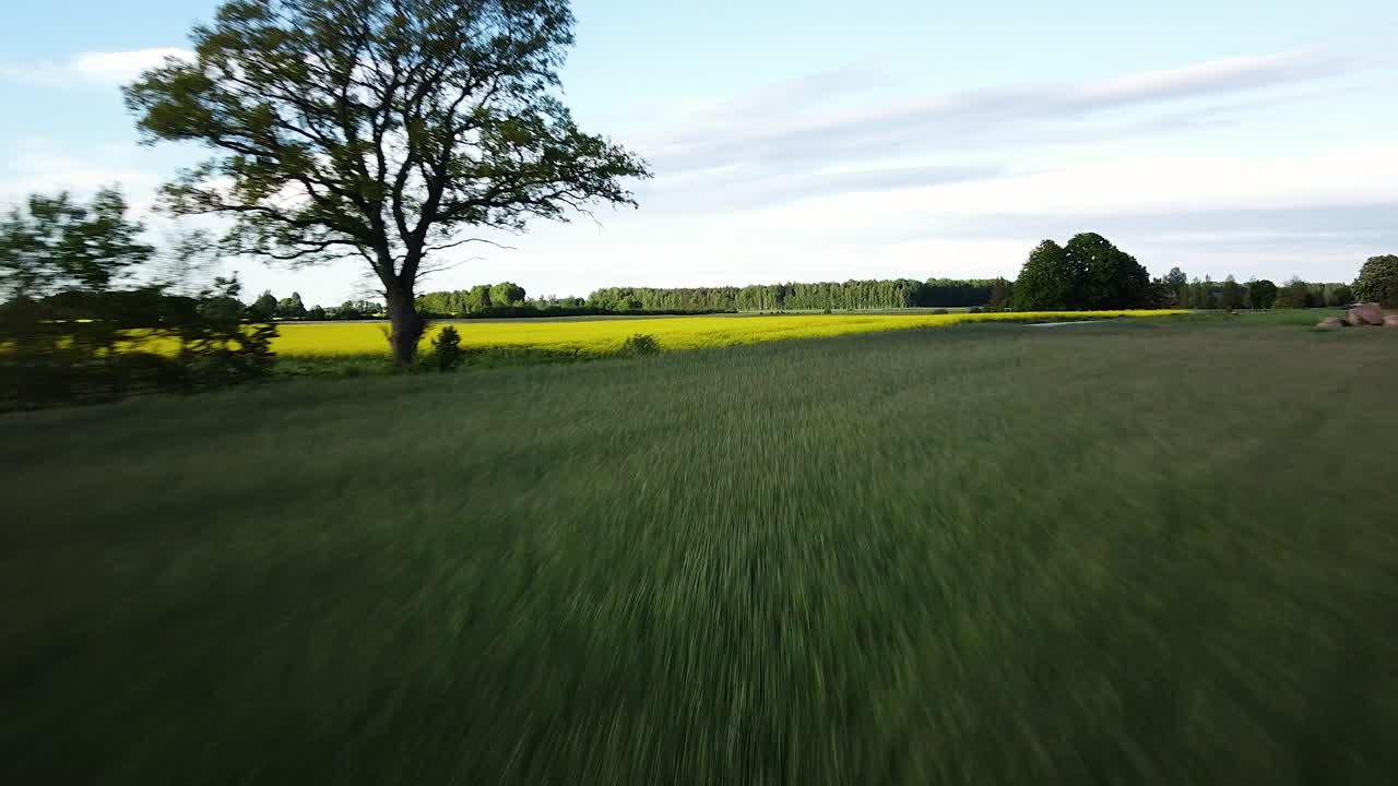 vuelo aéreo sobre el floreciente campo de colza, volando sobre flores amarillas de canola, roble verde, paisaje idílico de agricultores, hermoso fondo natural, disparo de drones avanzando