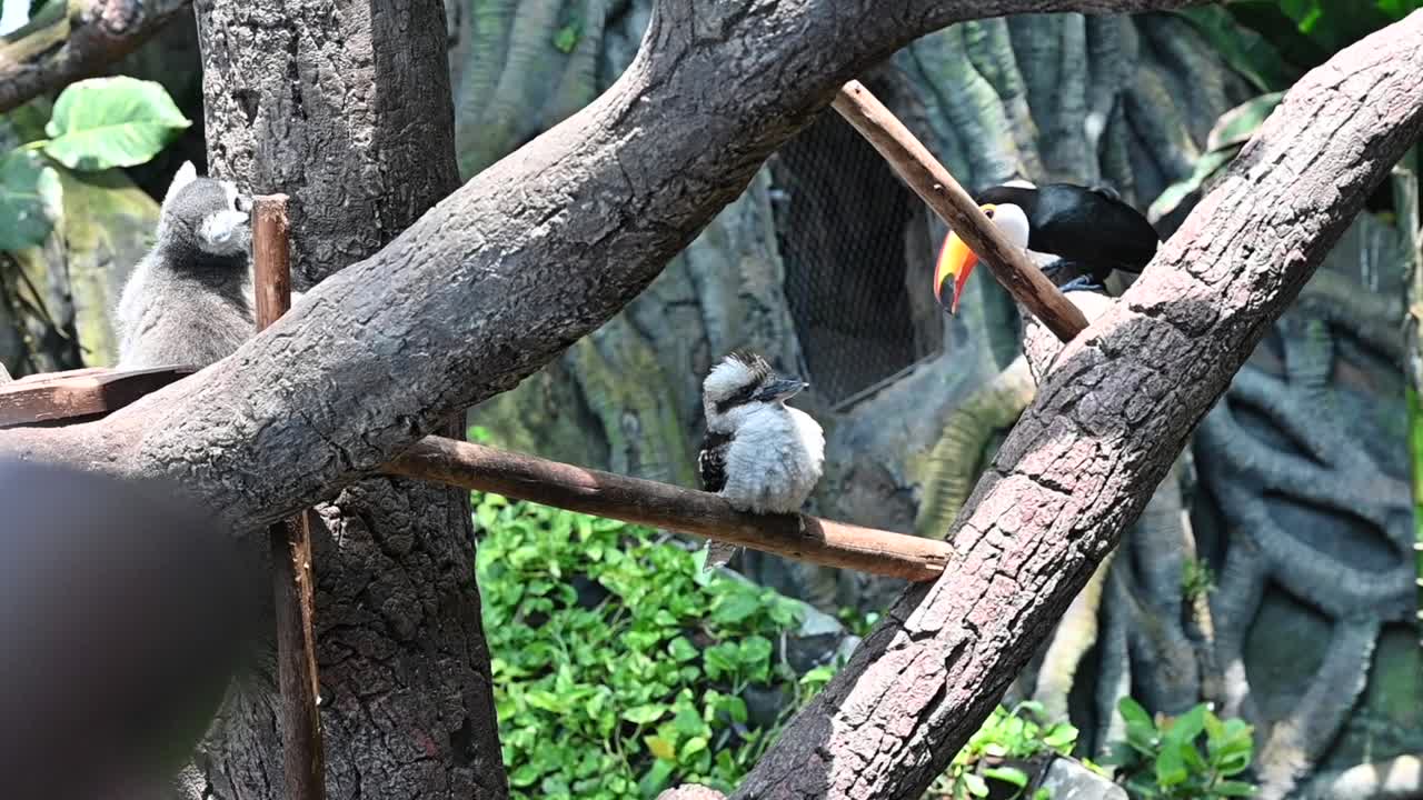 아랍 에미리트 두바이 의 실내 열대 우림 에 있는 새 들