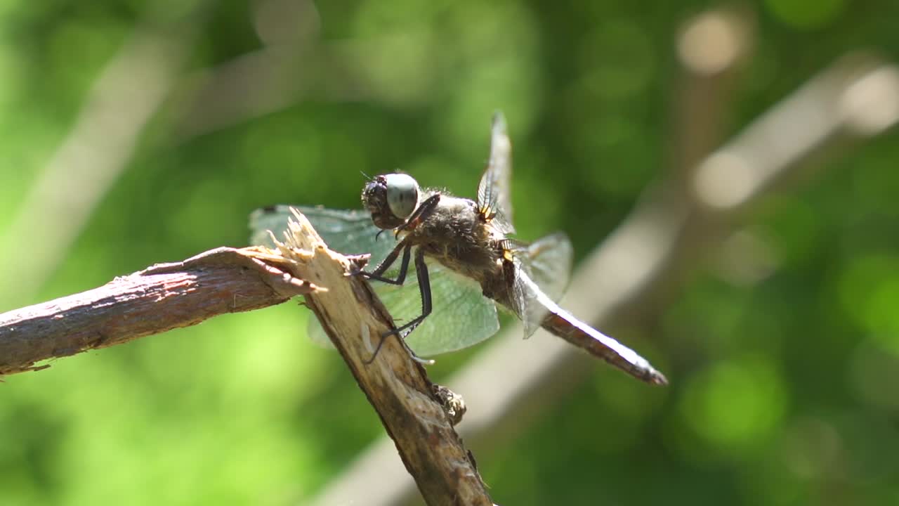 foto macro de libélula sentada en una rama de madera en la naturaleza durante el día soleado
