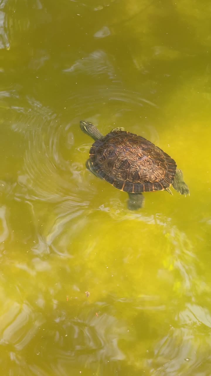 Turtle swimming in a pond