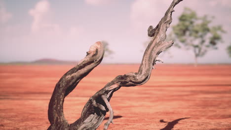 Dry-landscape-of-grassland-and-trees-on-winter