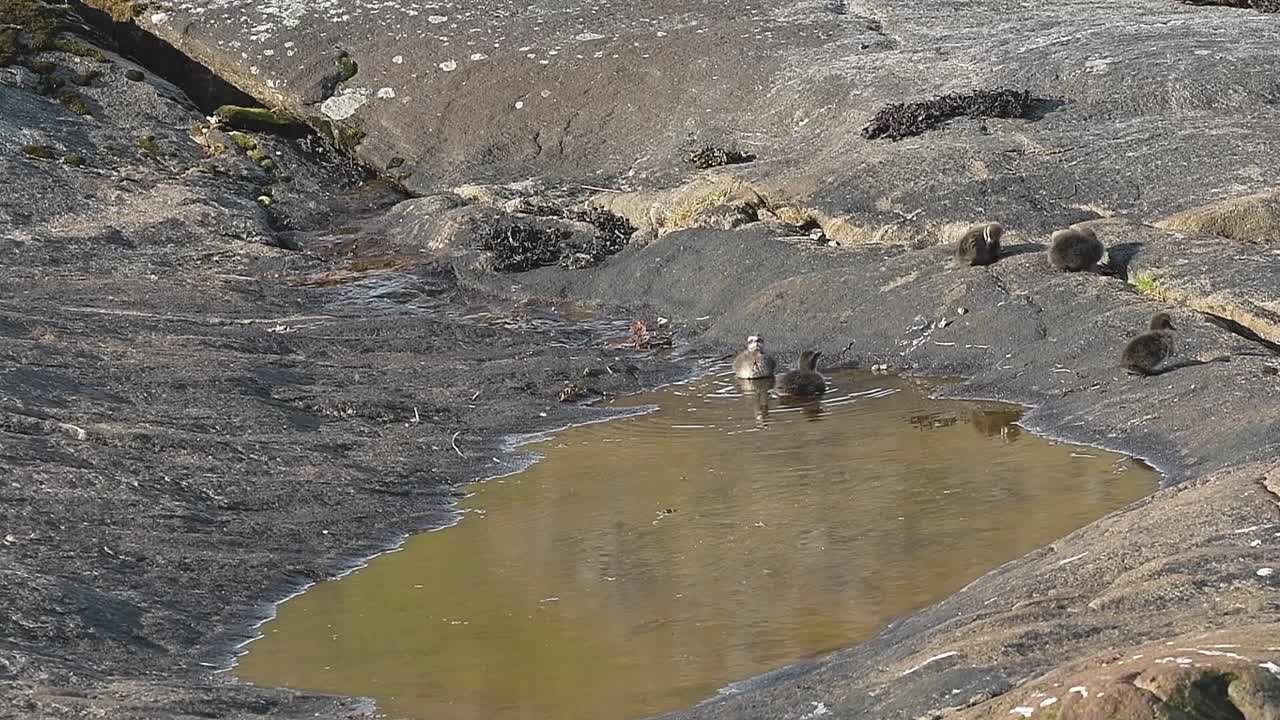 Young eider duck chicks on rocks near a small puddle in Norway