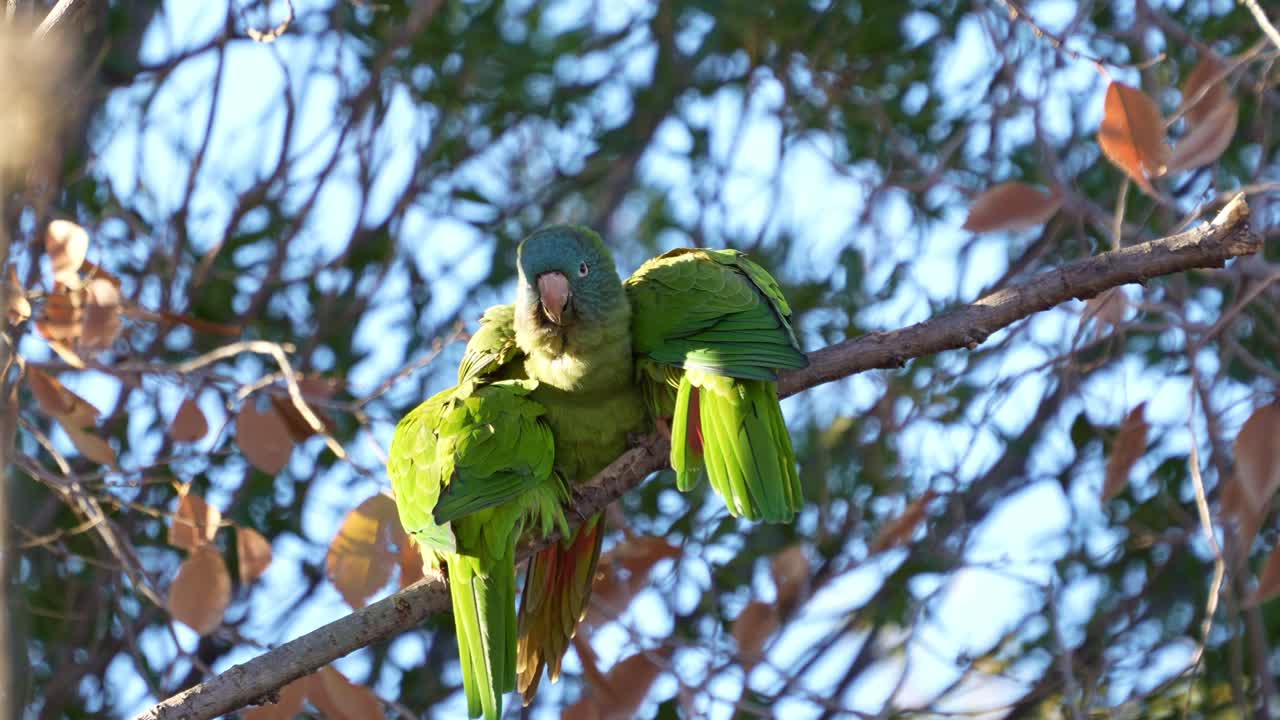 periquitos de corona azul posados en una rama, hábitat natural