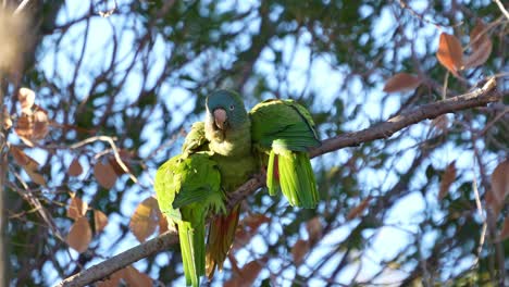 blue-crowned parakeets perching on a branch, natural habitat