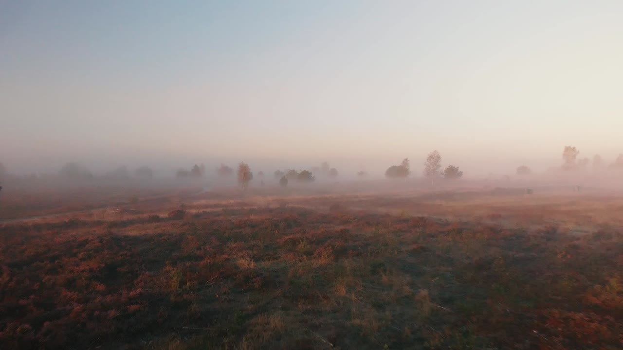 Aerial movement of lowering the view speeding up going forward and a small tilt in the end of early morning misty landscape of moorland with purple heather, trees and wider landscape
