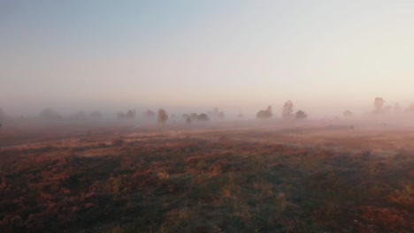 Aerial-movement-of-lowering-the-view-speeding-up-going-forward-and-a-small-tilt-in-the-end-of-early-morning-misty-landscape-of-moorland-with-purple-heather,-trees-and-wider-landscape