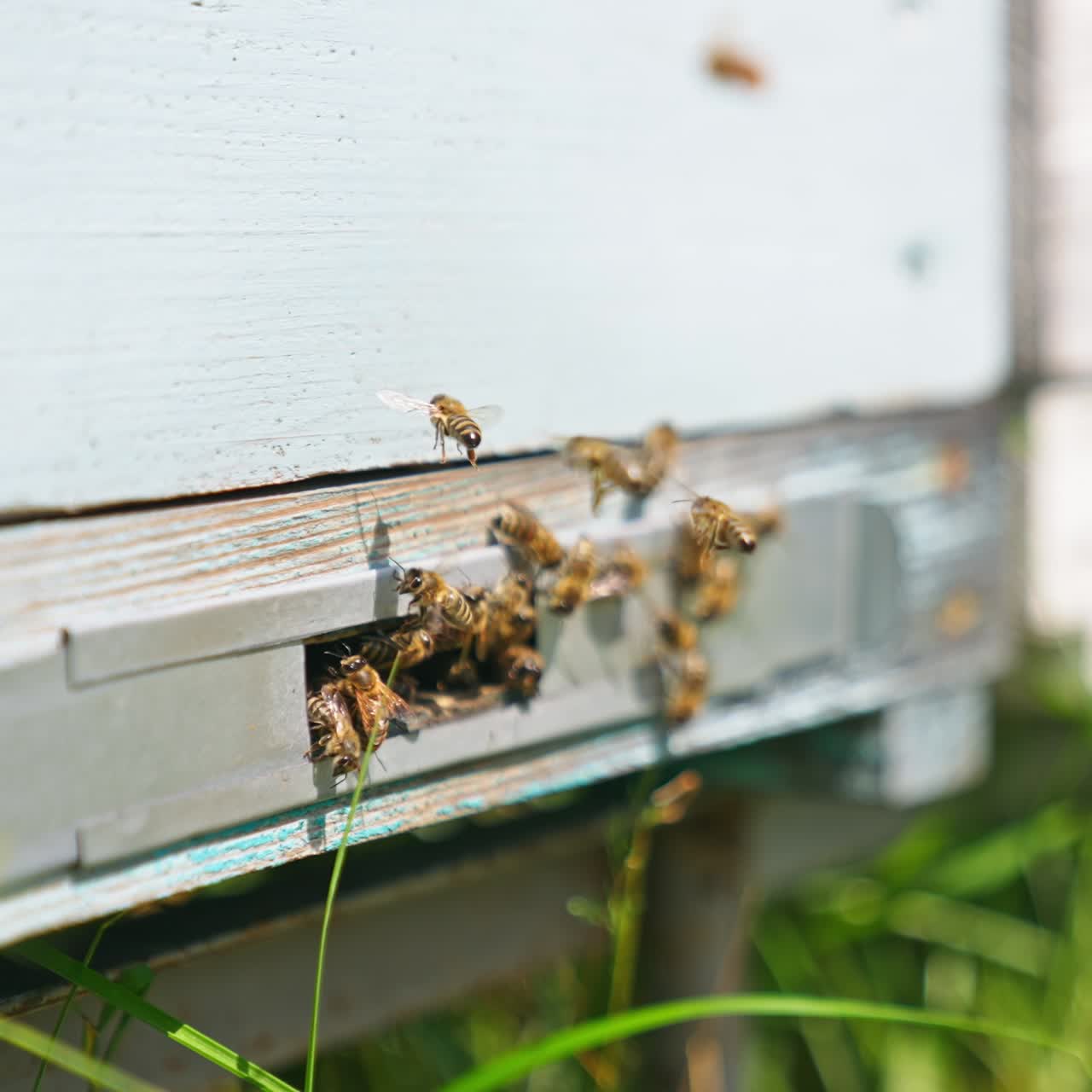 Industrious bees gathered around the beehive entrance. Stripy insects come to the hive and stay on it. Close up. Blurred backdrop