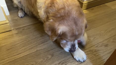 close-up shot of a golden retriever biting and lying down enjoying with a treat