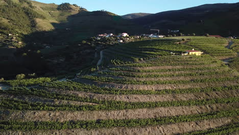 Morgens-Langsam-Entlang-Der-Hangterrassen-Eines-Portugiesischen-Weinbergs-Im-Douro-Tal