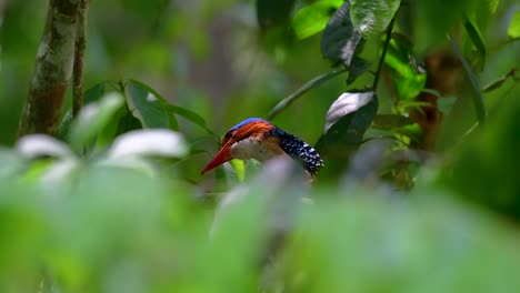 a tree kingfisher and one of the most beautiful birds found in thailand within tropical rain-forests