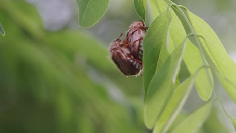 le coléoptère peut saisir une feuille verte pendant l'accouplement, insecte dans la nature - prise de vue à la main