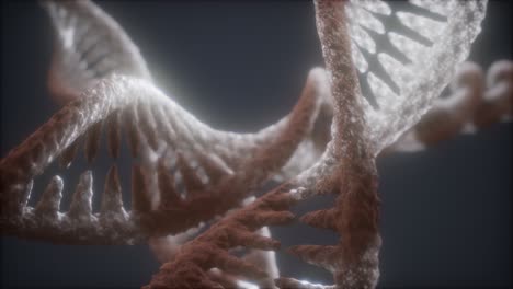 loop double helical structure of dna strand close-up animation